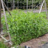 5 Opcija kako sami napraviti nosač od graška